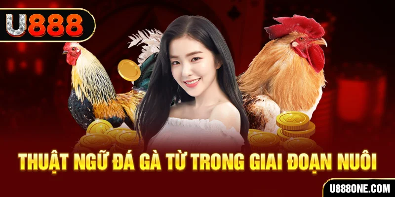 99wim xổ số miền bắc 90 ngày